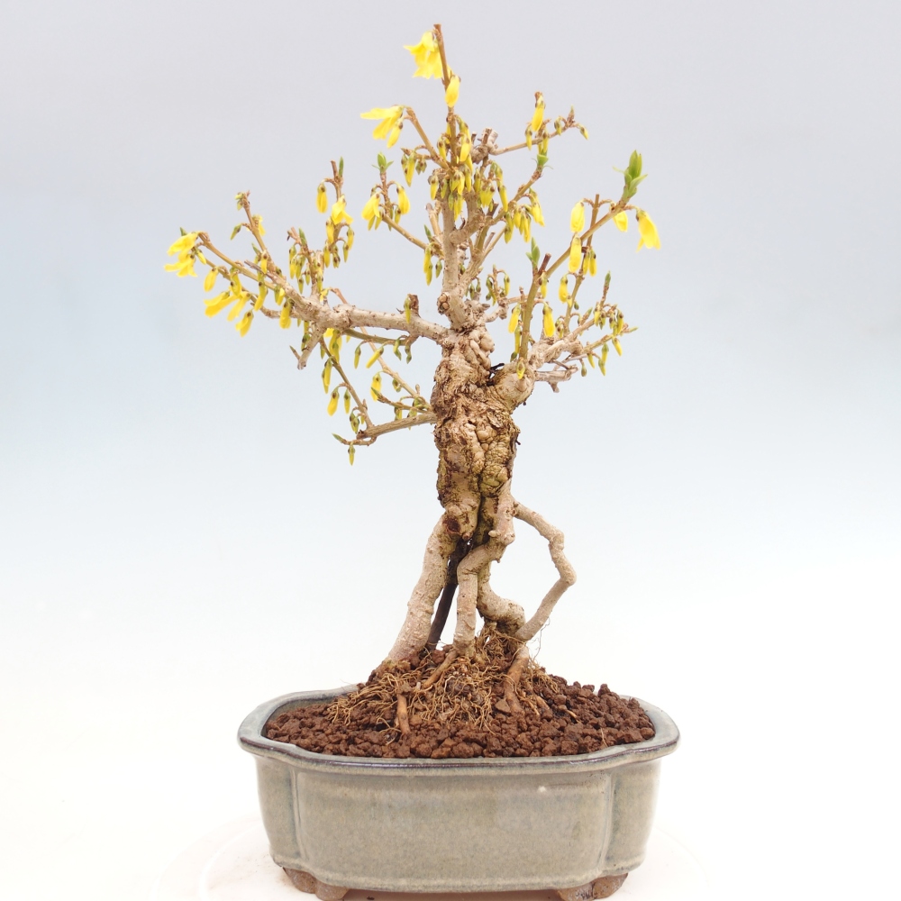 Outdoor bonsai - Zlatice - Forsythia koreana