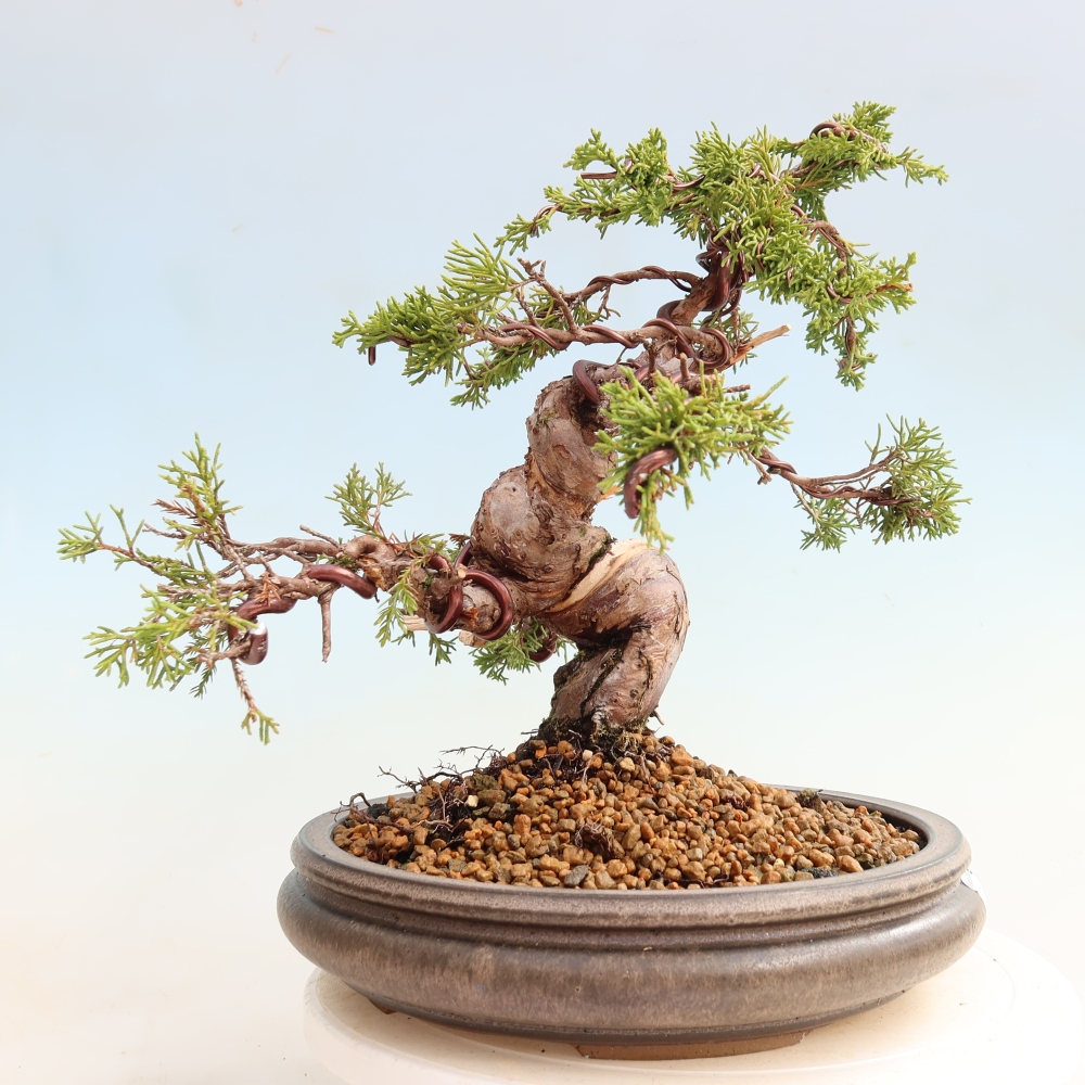 Outdoor Bonsai - Juniperus chinensis Itoigawa - Chinese Juniper