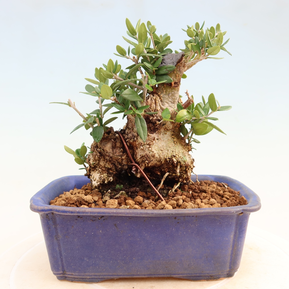 Indoor bonsai - Olea europaea sylvestris