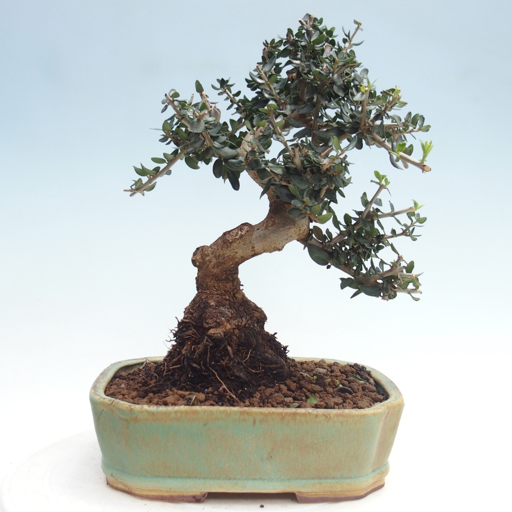 Indoor bonsai - Olea europaea sylvestris