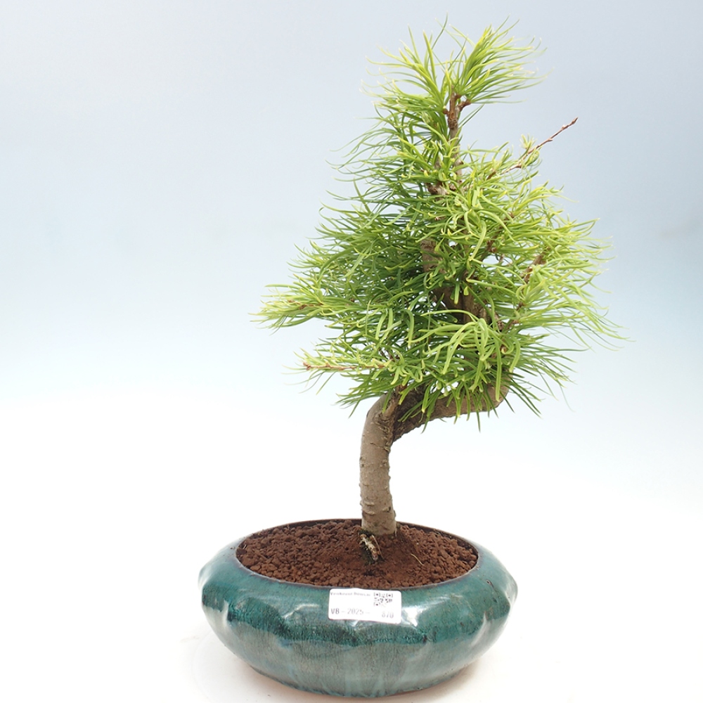 Outdoor bonsai - Dandelion - Pseudolarix amabis