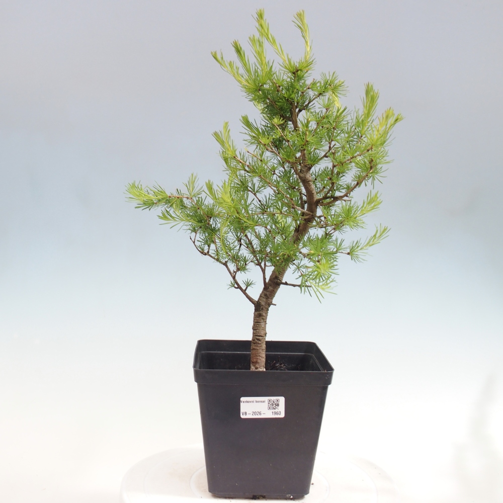 Outdoor bonsai -Larix decidua - Larch