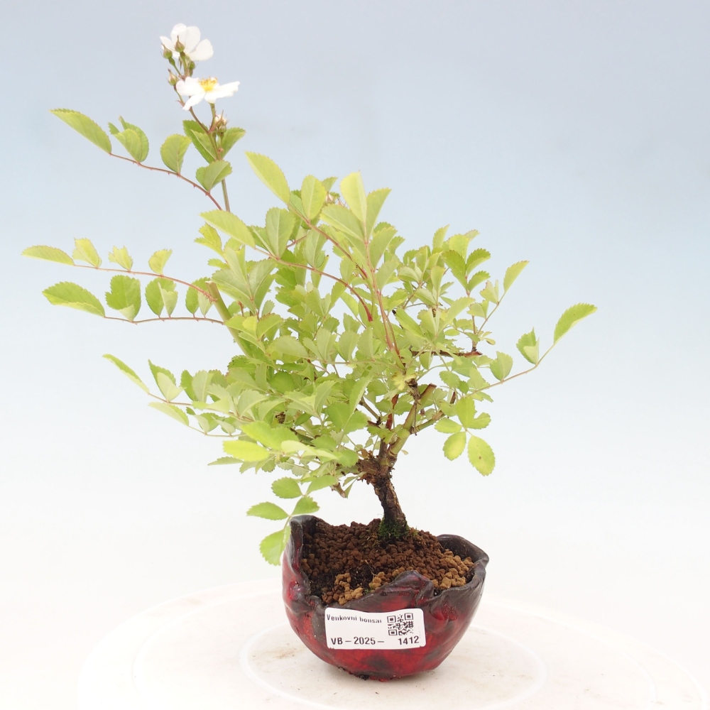 Outdoor bonsai - Rosa sp. - small-flowered rose