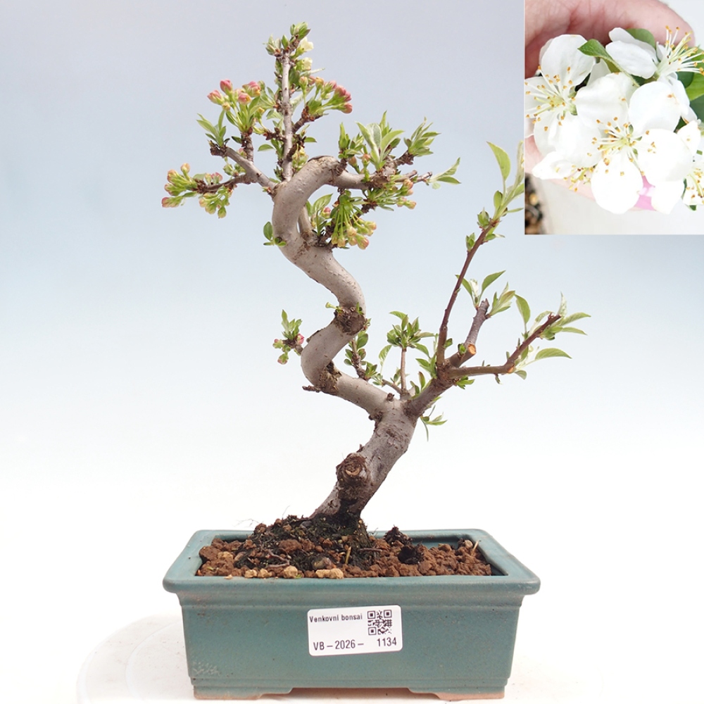 Outdoor bonsai - Malus sargentii - Small-fruited apple tree