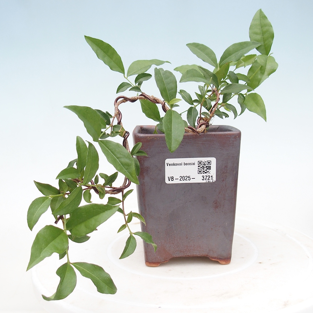 Room bonsai - cherry Malpighia coccigera- Barbdorská