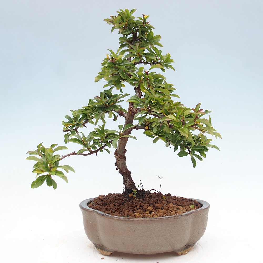 Outdoor Bonsai-Pyracanta Teton -Bakery