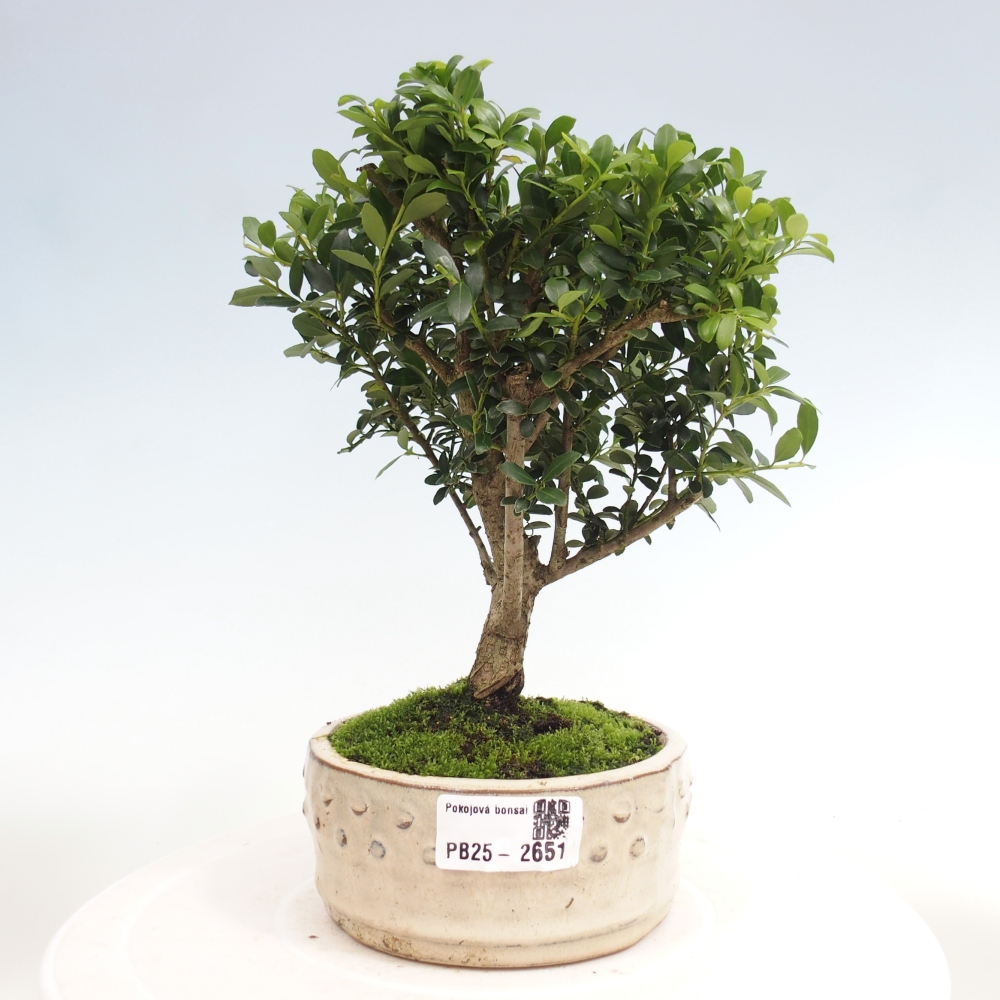 Indoor bonsai - Ilex crenata - Holly