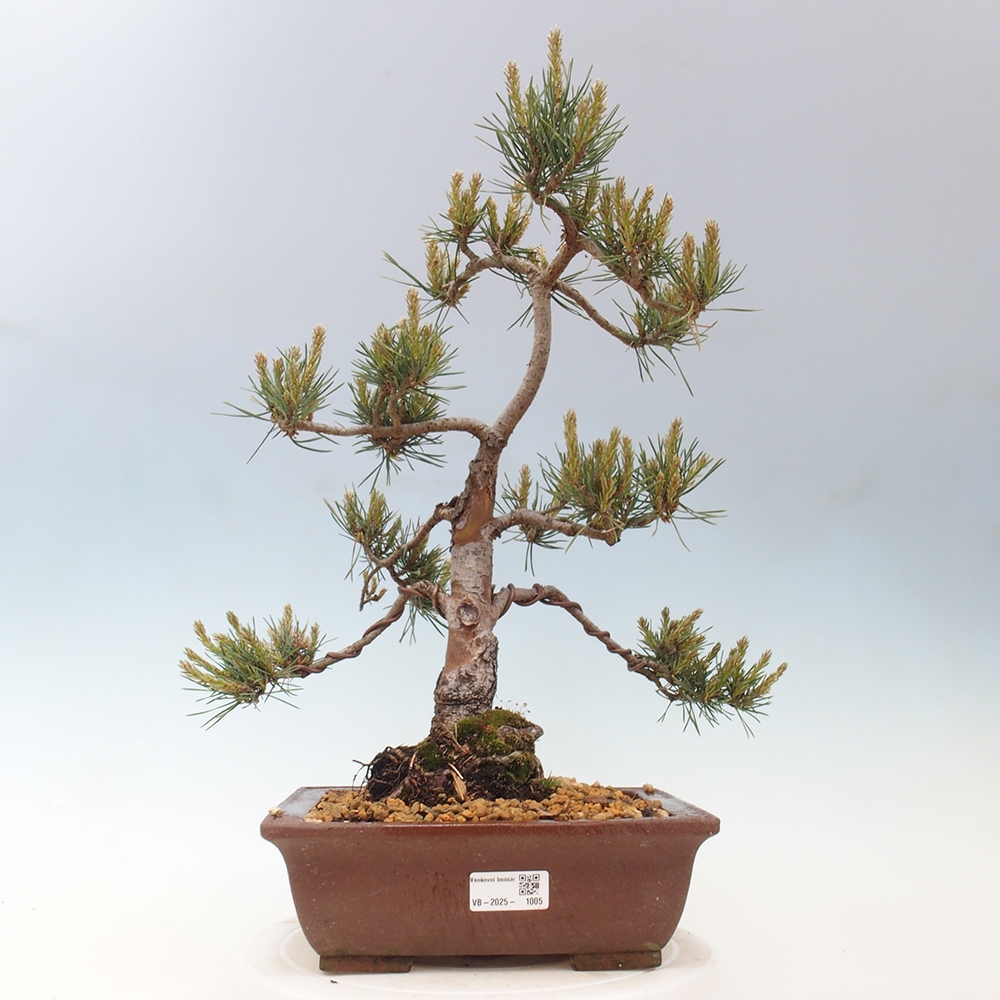 Outdoor bonsai - Pinus Sylvestris - Scots pine