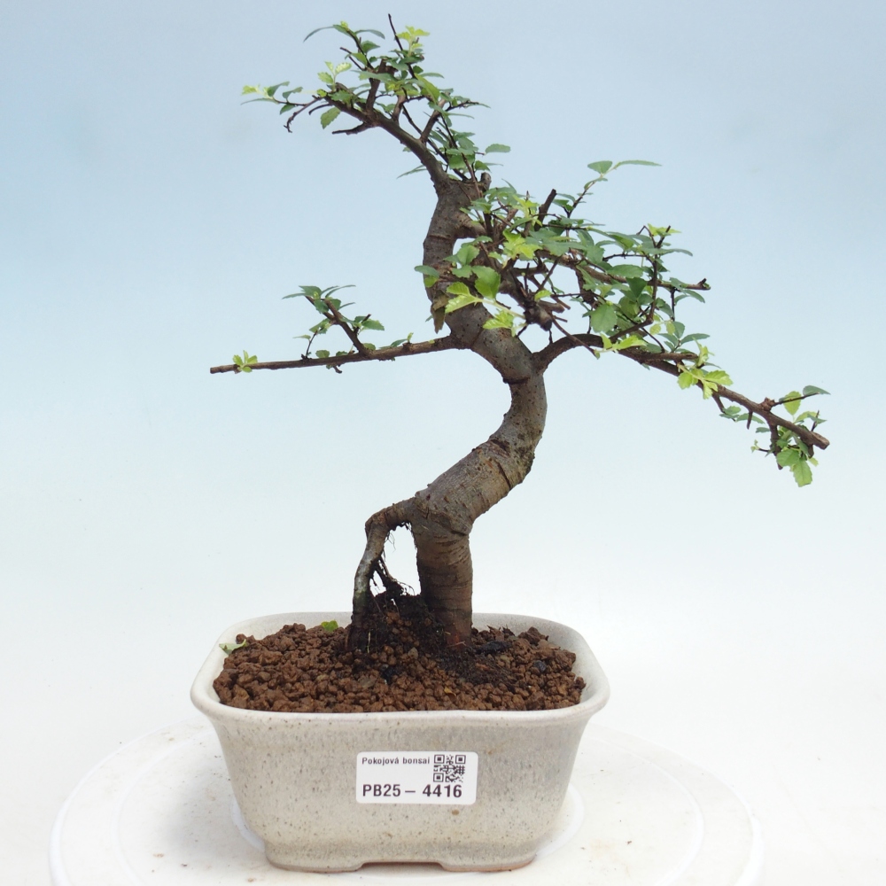 Room bonsai - Ulmus parvifolia - Small-leaved elm