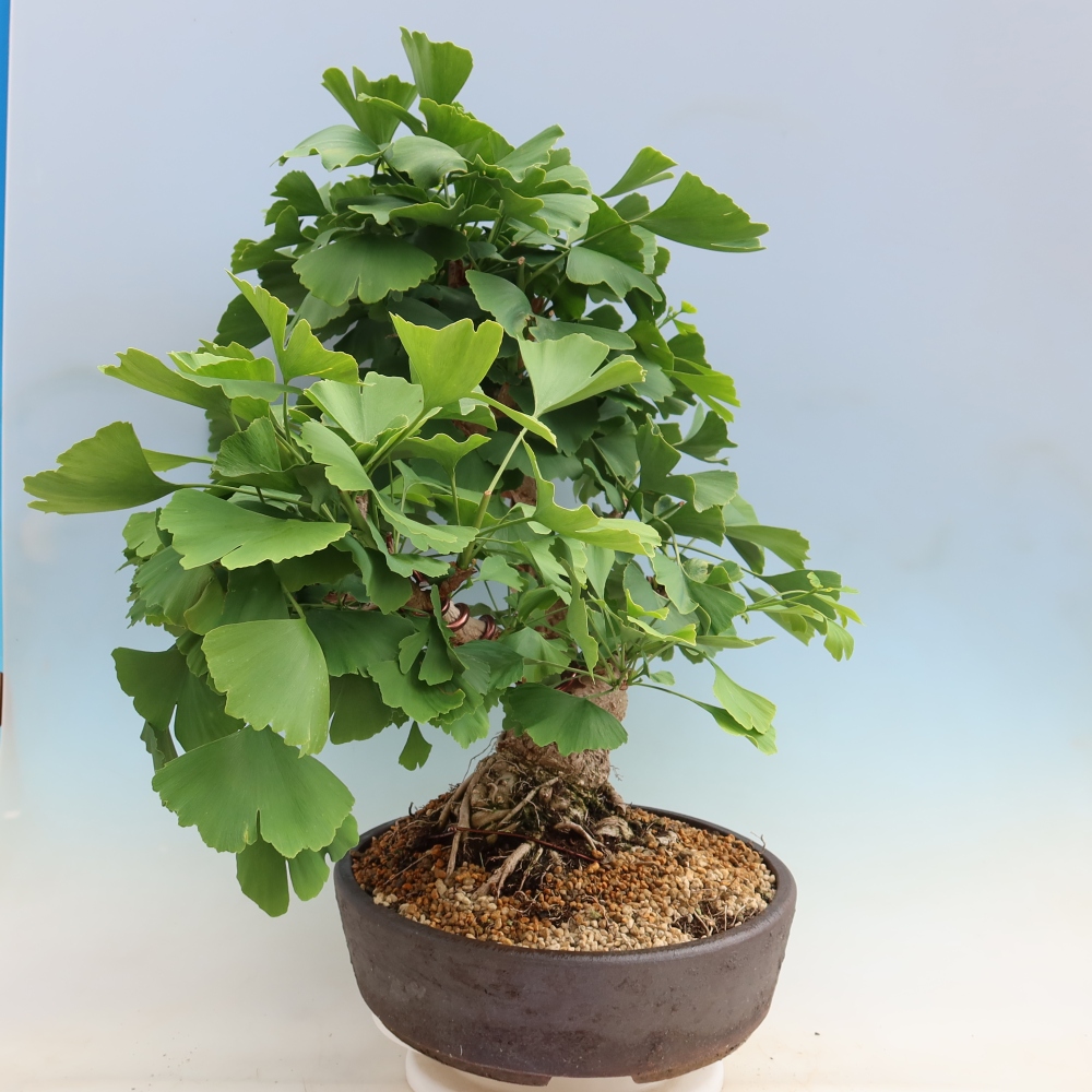 Outdoor bonsai - Ginkgo biloba - Ginkgo biloba