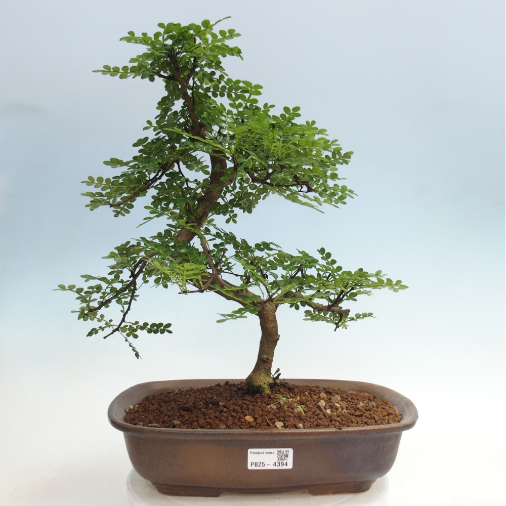 Room bonsai - Zantoxylum piperitum - pepper tree