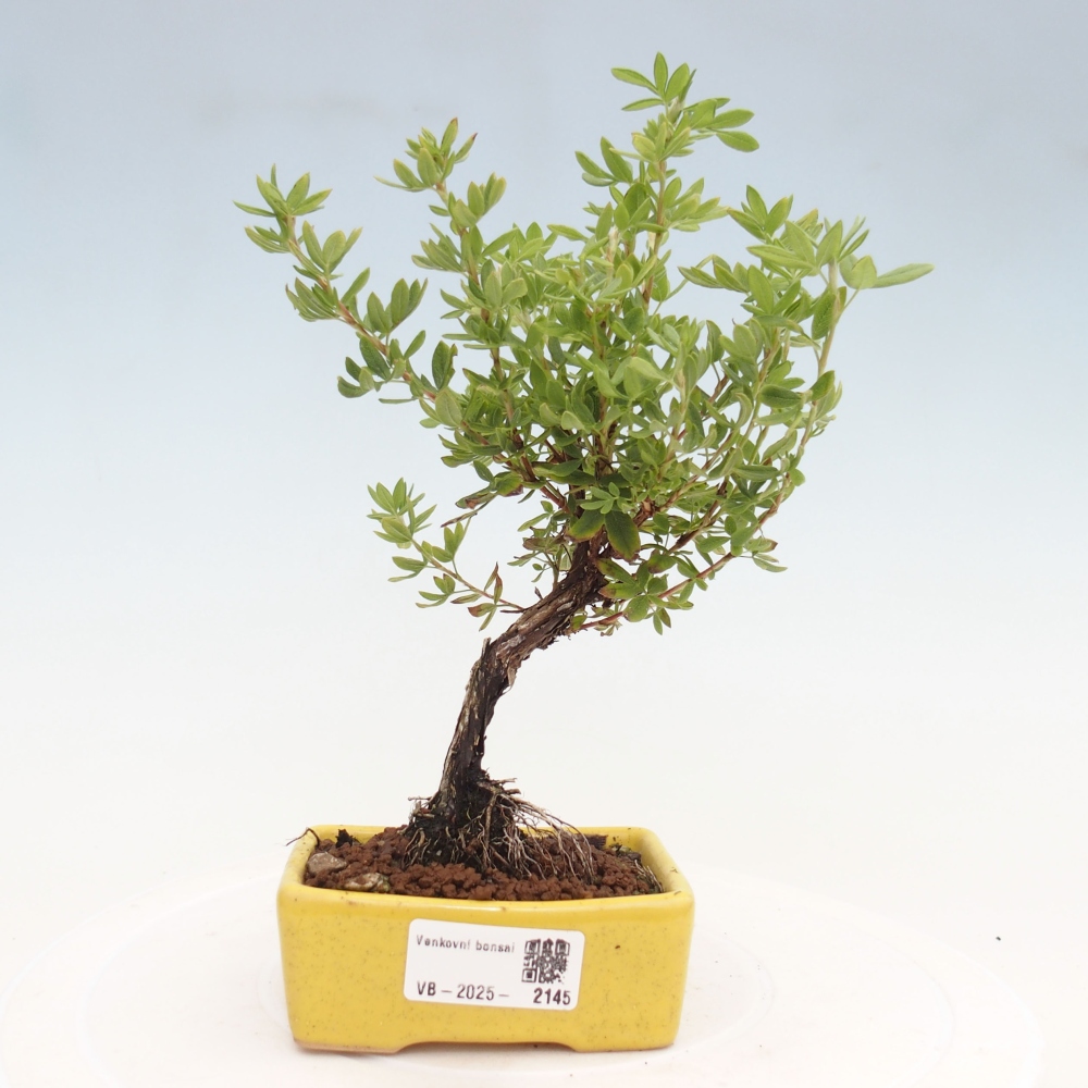 Outdoor bonsai-Cinquefoil - Potentila fruticosa yellow Bird
