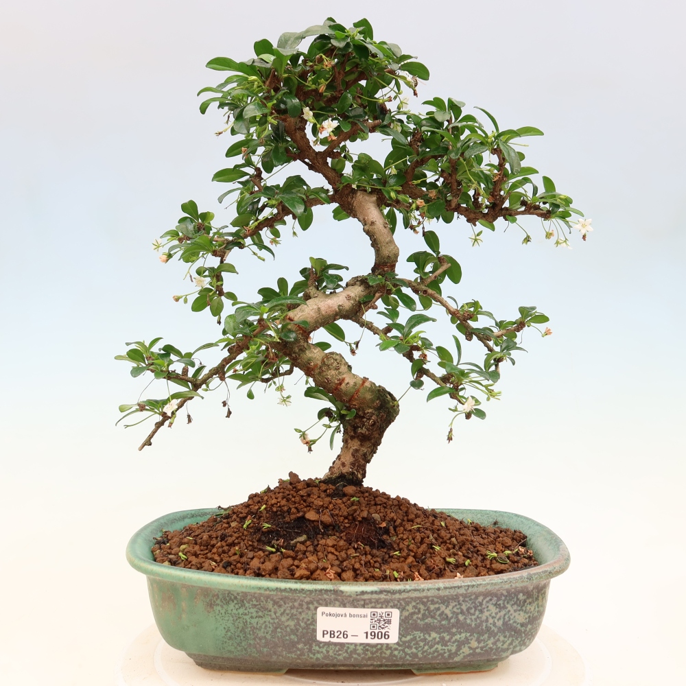 Room bonsai - Carmona macrophylla - Tea fuki
