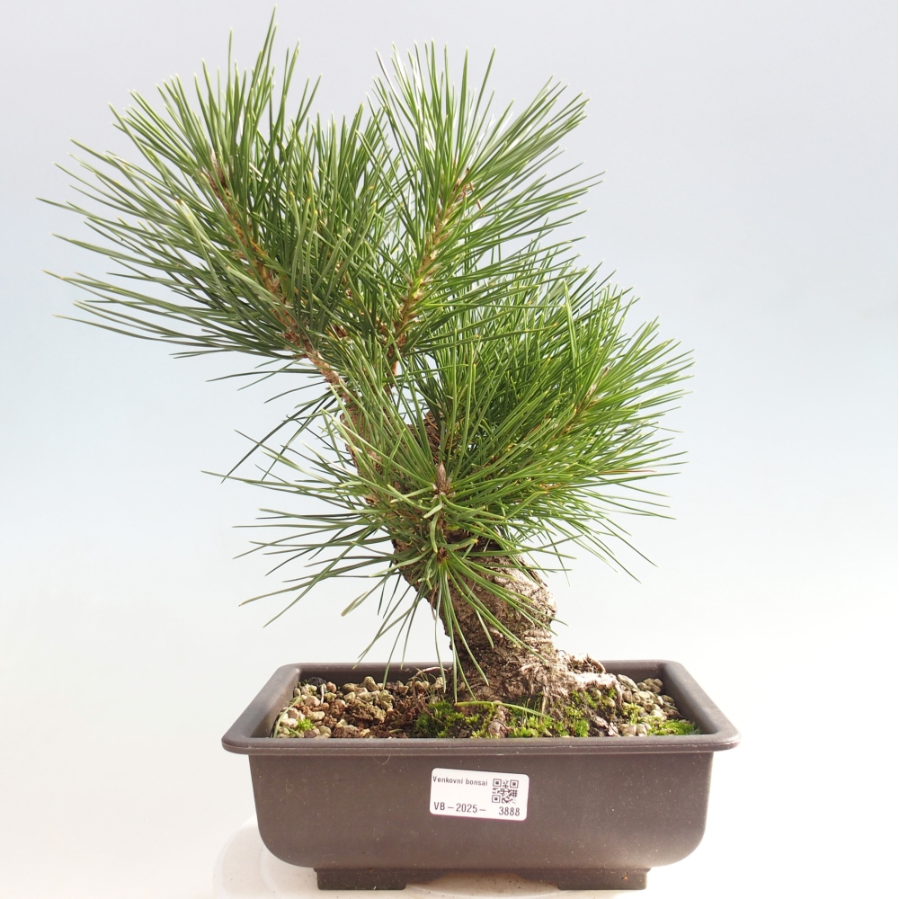Outdoor bonsai - Pinus thunbergii - Thunberg pine