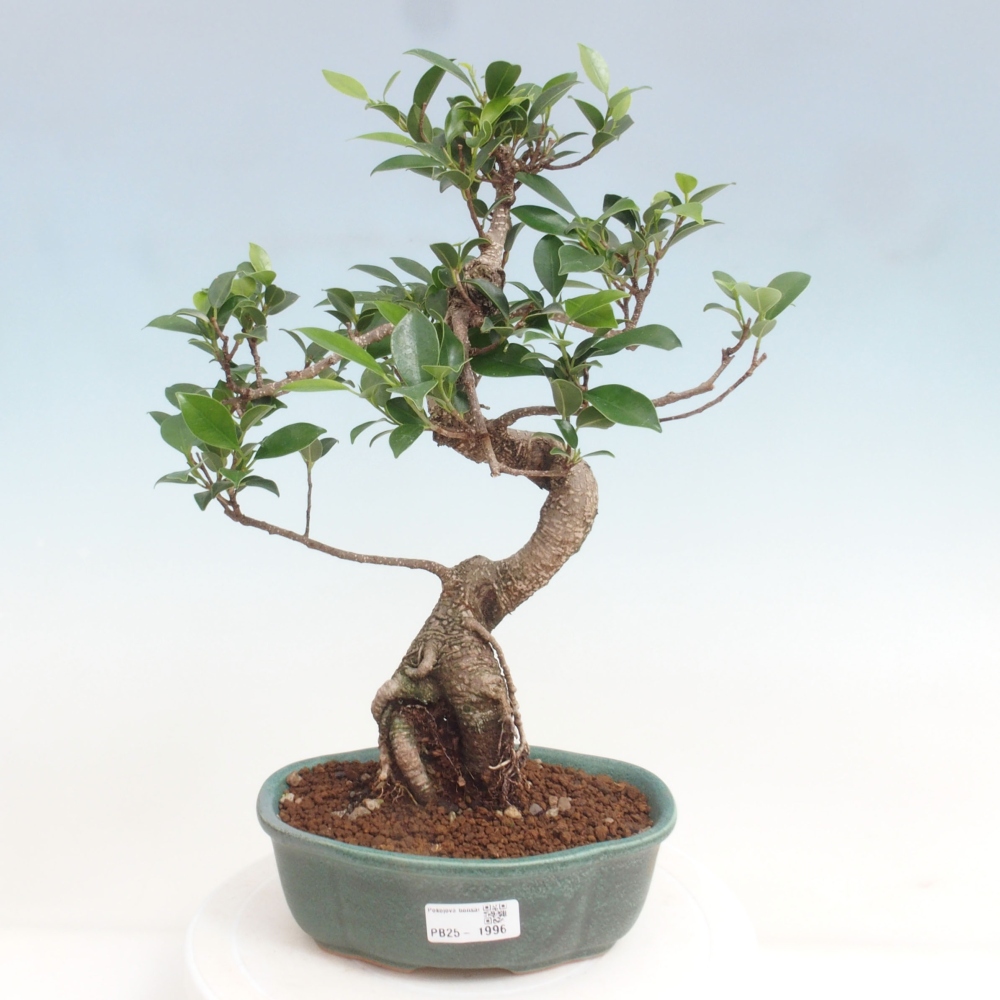 Indoor bonsai - Ficus retusa - small ficus