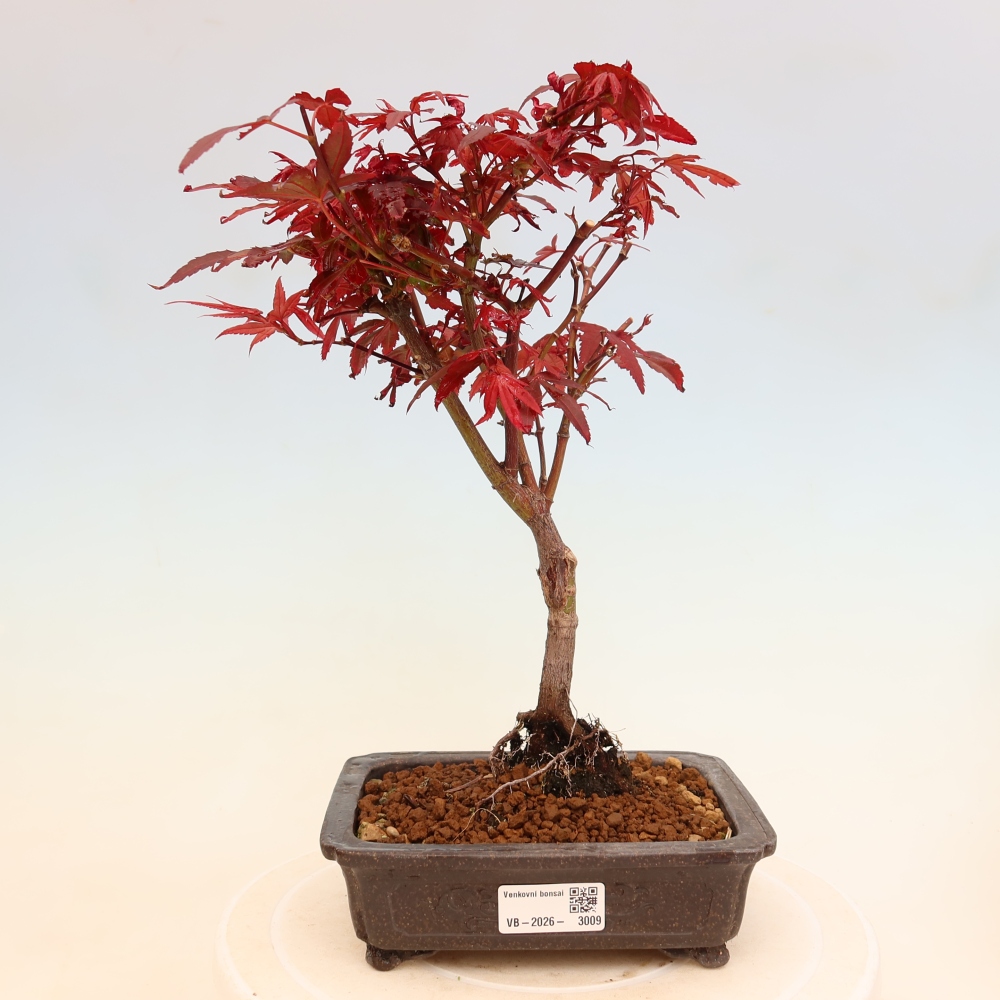 Outdoor Bonsai - Japanese Maple - Acer palmatum 'Berry Broom' 