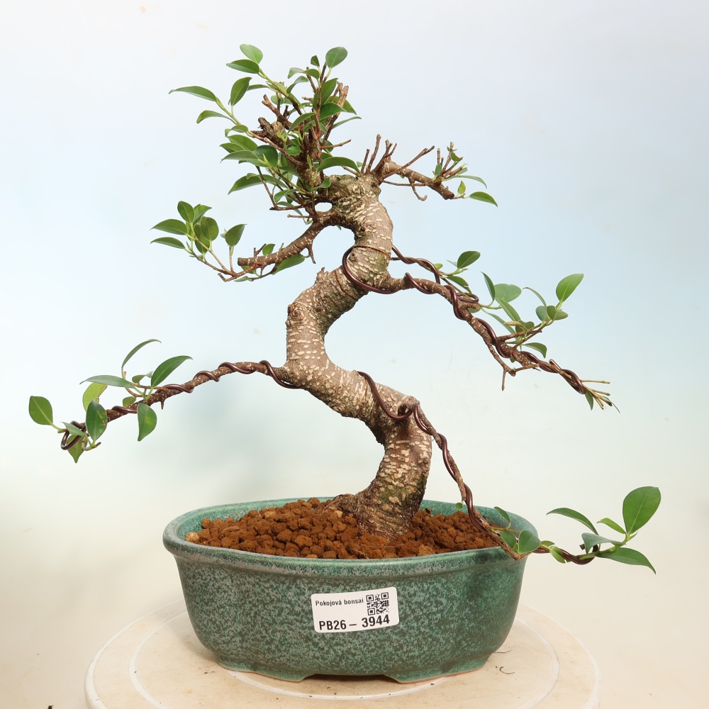 Room bonsai - Ficus kimmen - small-leaved ficus