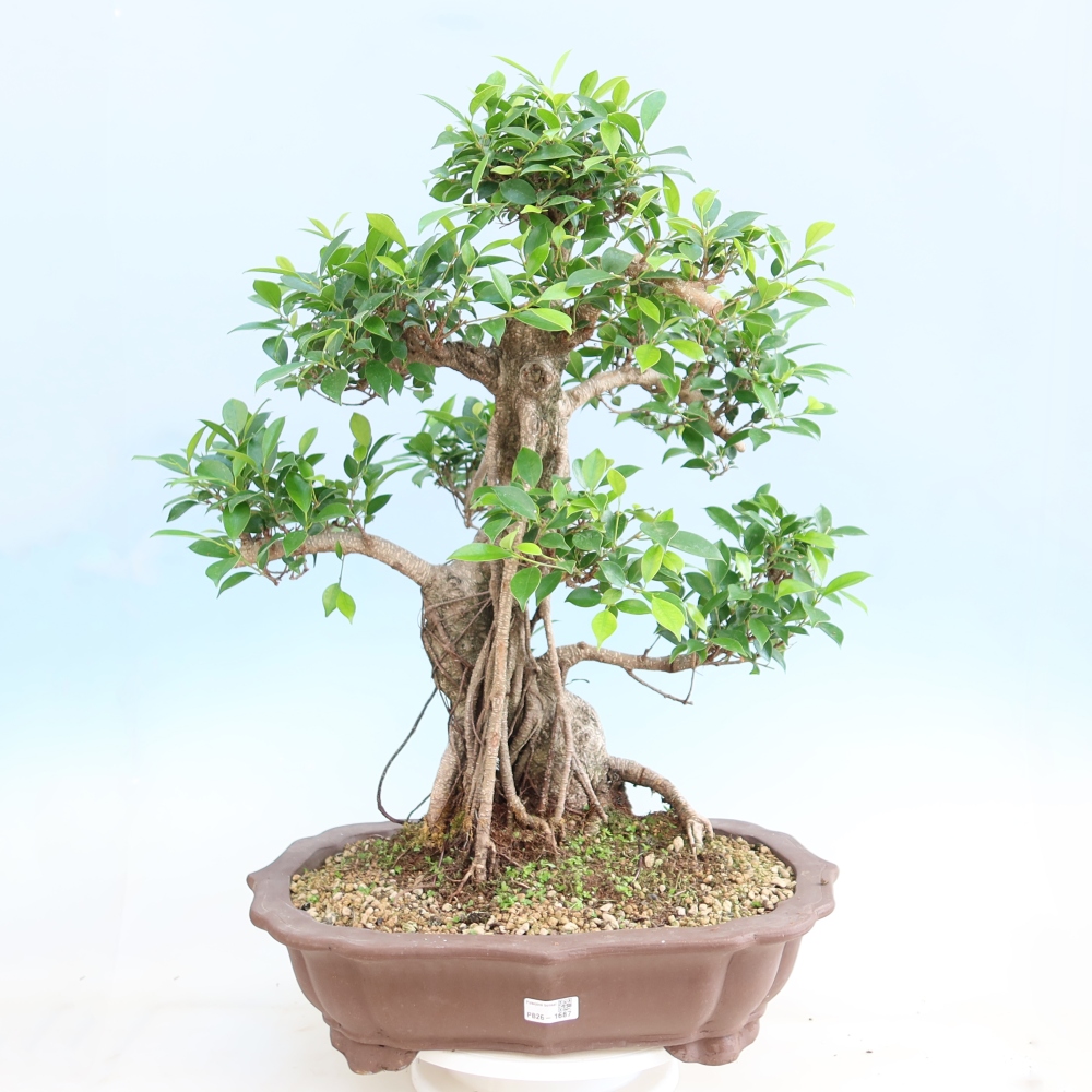 Room bonsai - Ficus kimmen - small-leaved ficus