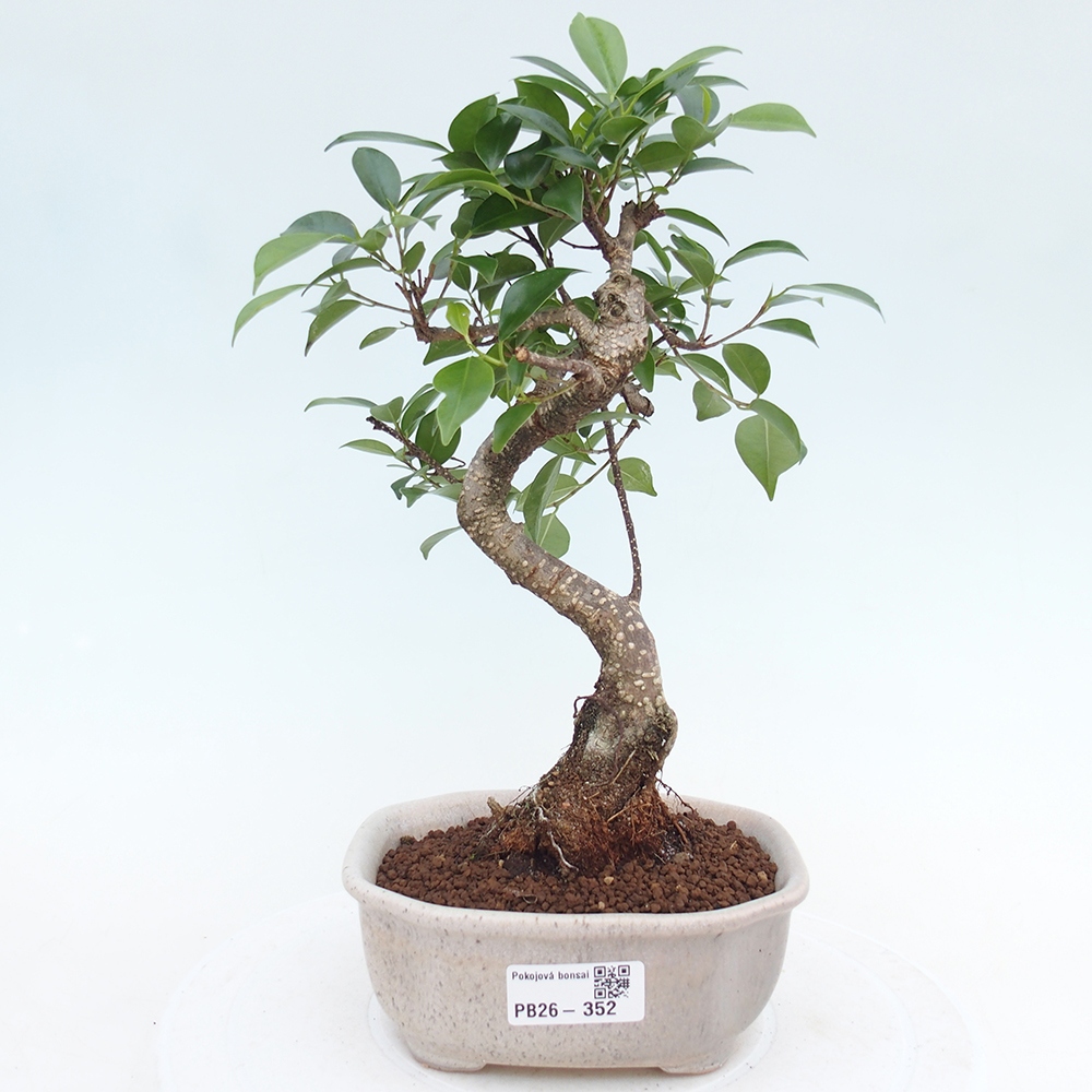 Room bonsai - Ficus retusa - small-leaved ficus
