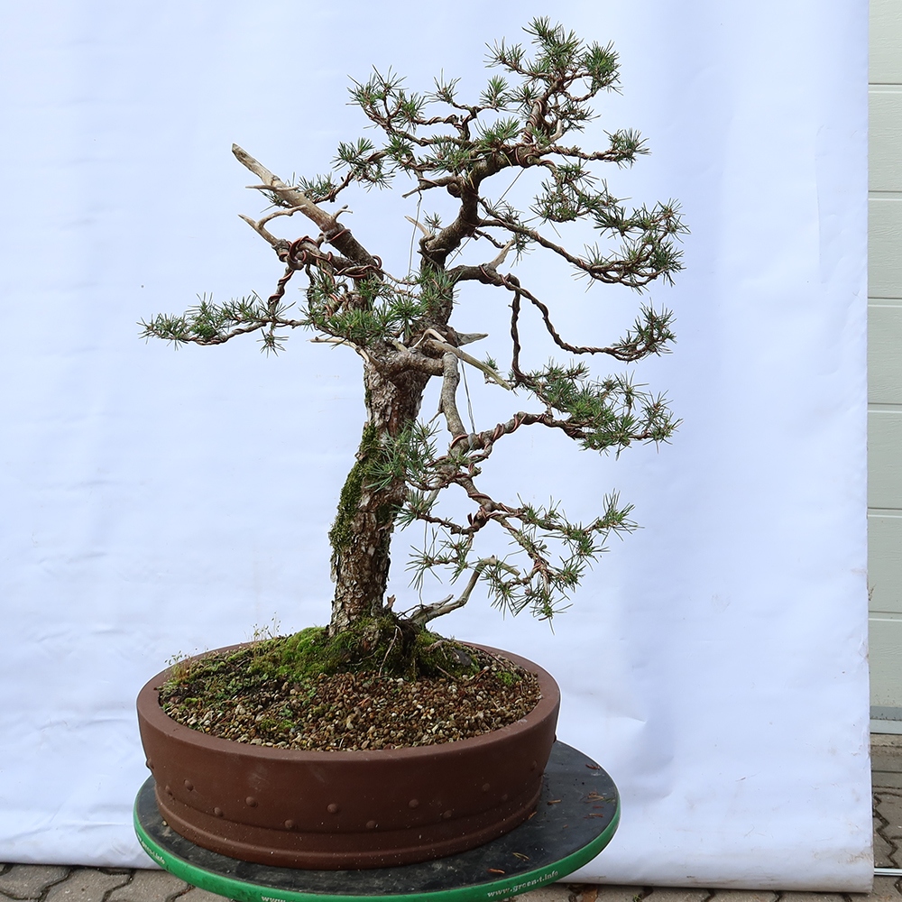 Pinus sylvestris Spain - Scots pine