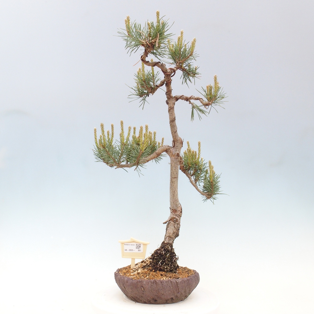 Outdoor bonsai - Pinus Sylvestris - Scots pine