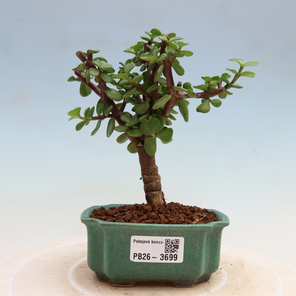 Room bonsai - Portulakaria Afra - Tlustice