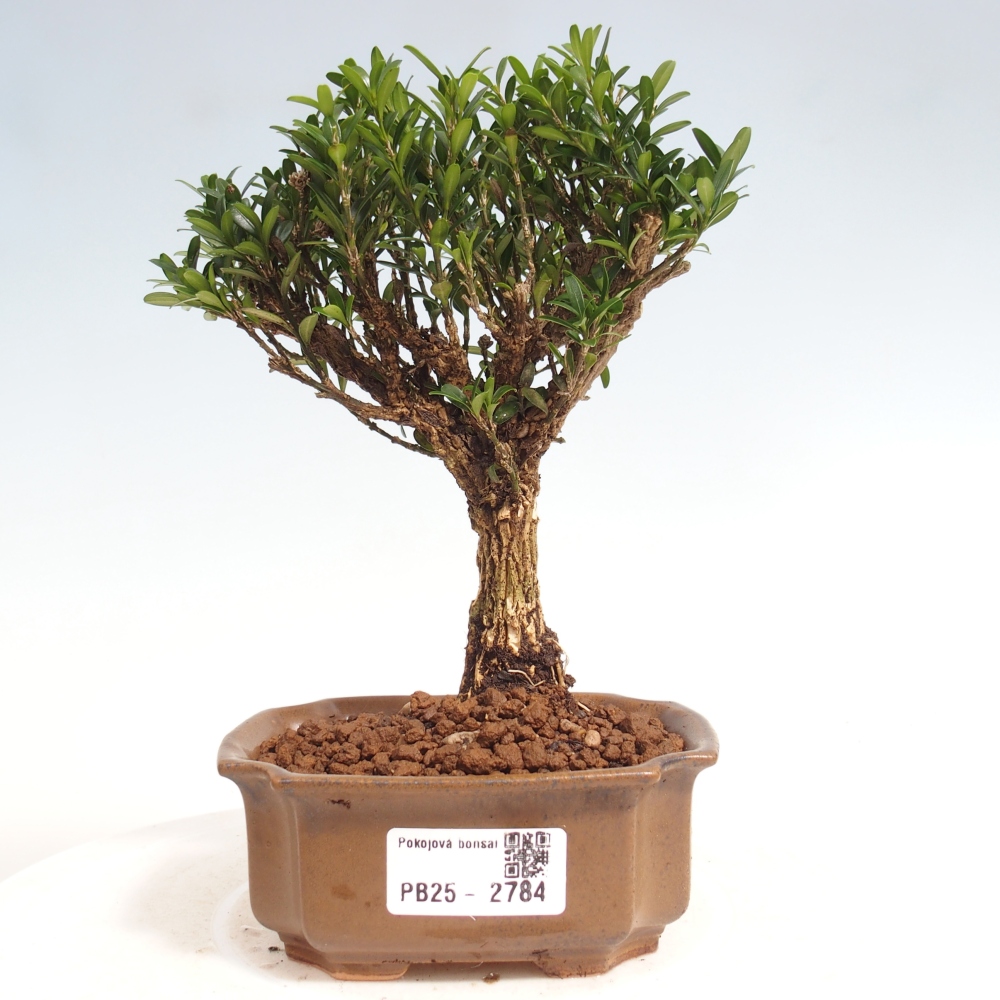 Room Bonsai - Buxus harlandii - Cork boxwood