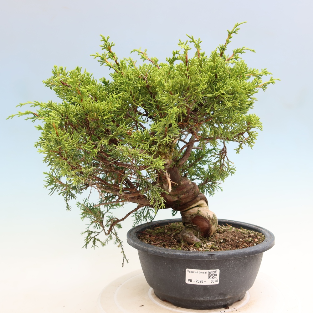 Outdoor Bonsai - Juniperus chinensis Itoigawa - Chinese Juniper