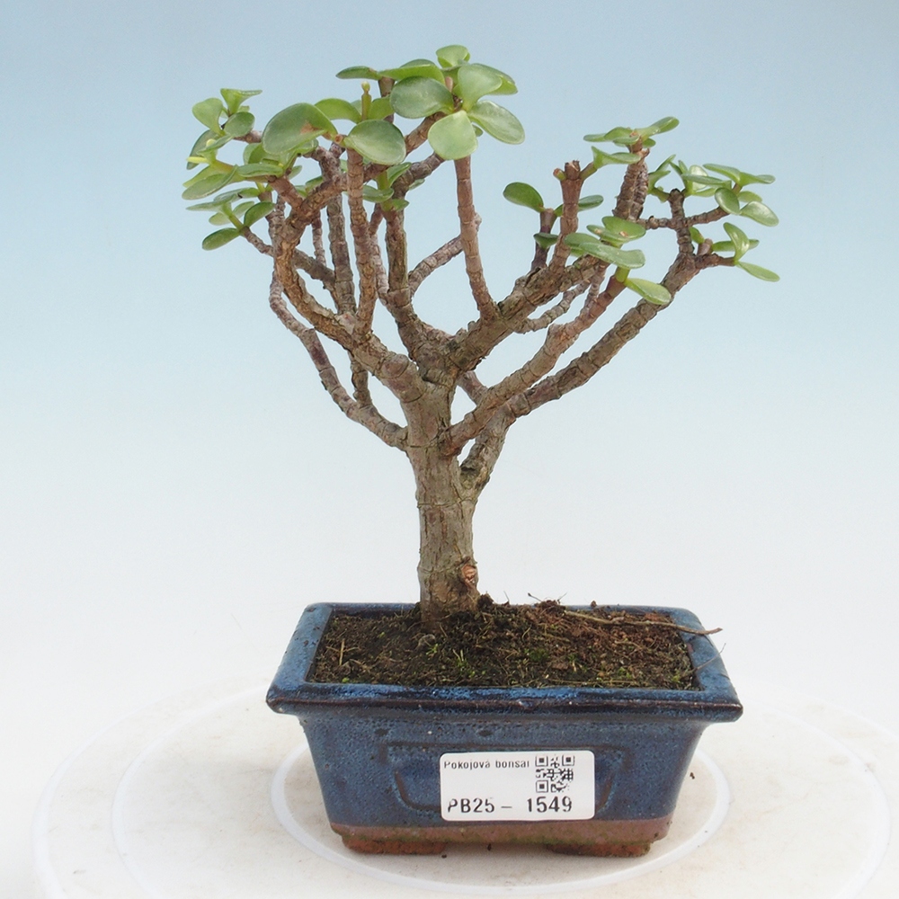 Indoor bonsai - Portulakaria Afra - Tlustice