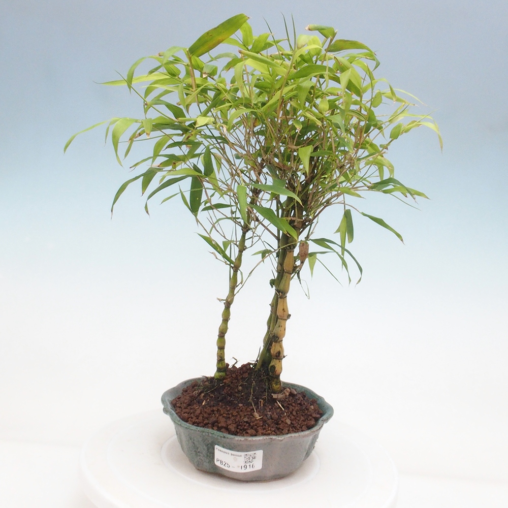 Indoor bonsai - Bamboo Buddha-Bamboo Buddha's belly