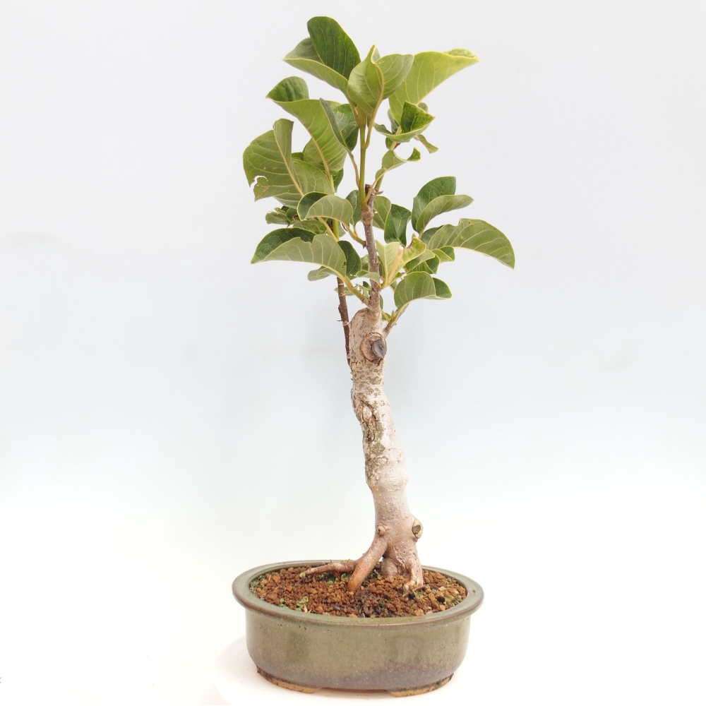 Outdoor bonsai - Magnolia Black Tulip - Magnolia