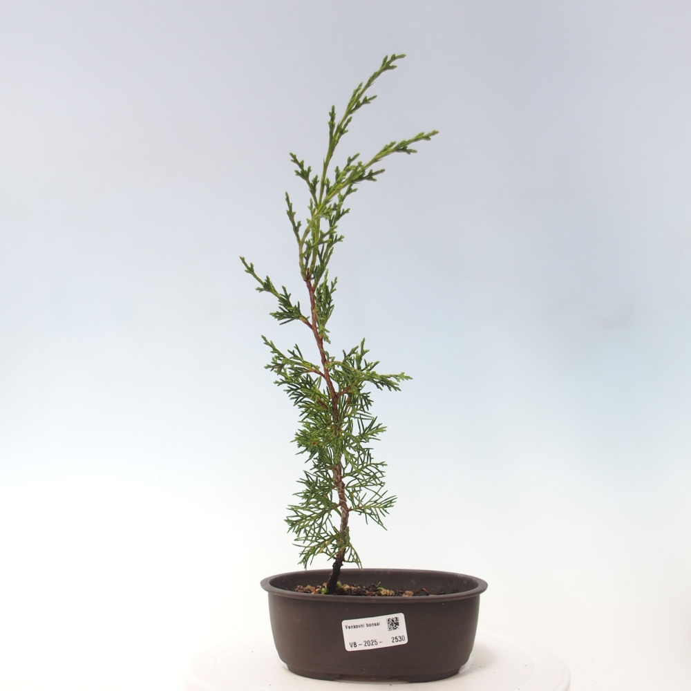 Outdoor bonsai - Juniperus chinensis Itoigawa - Chinese juniper