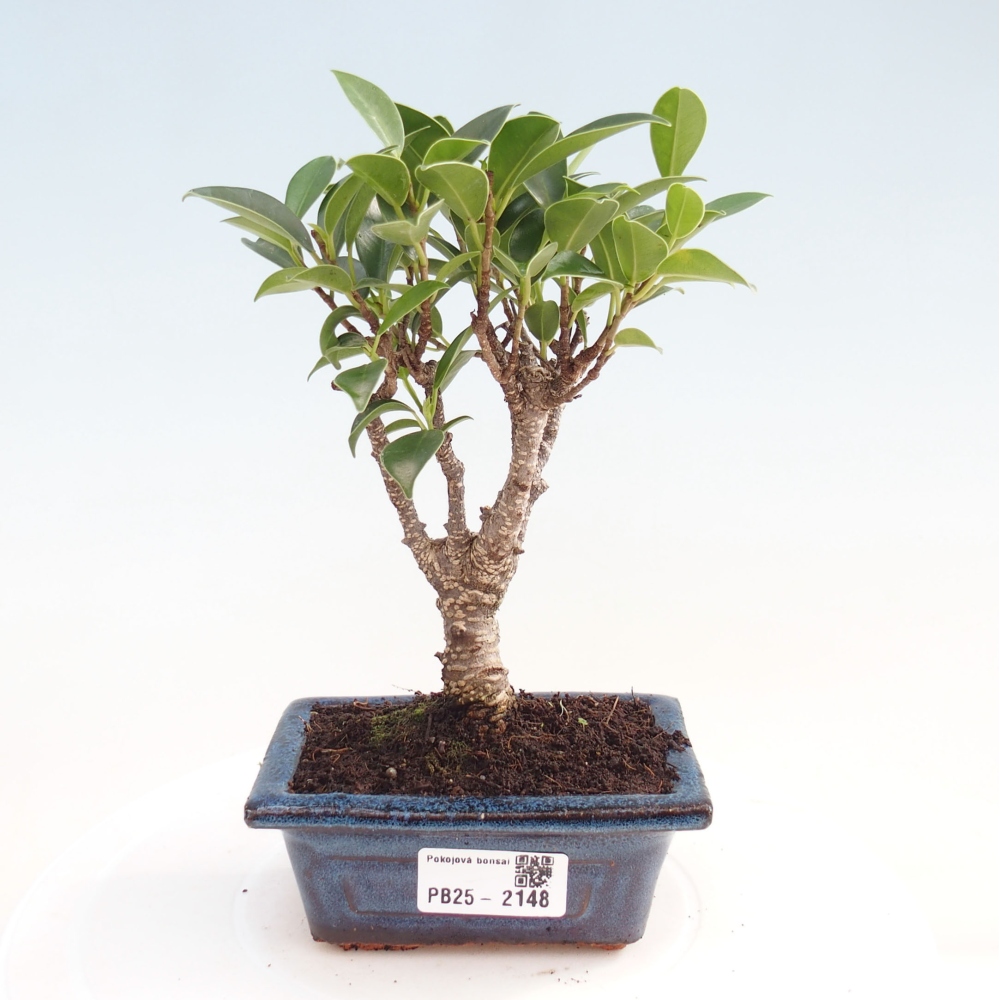 Indoor bonsai - Small-leaved ficus - Ficus kimmen
