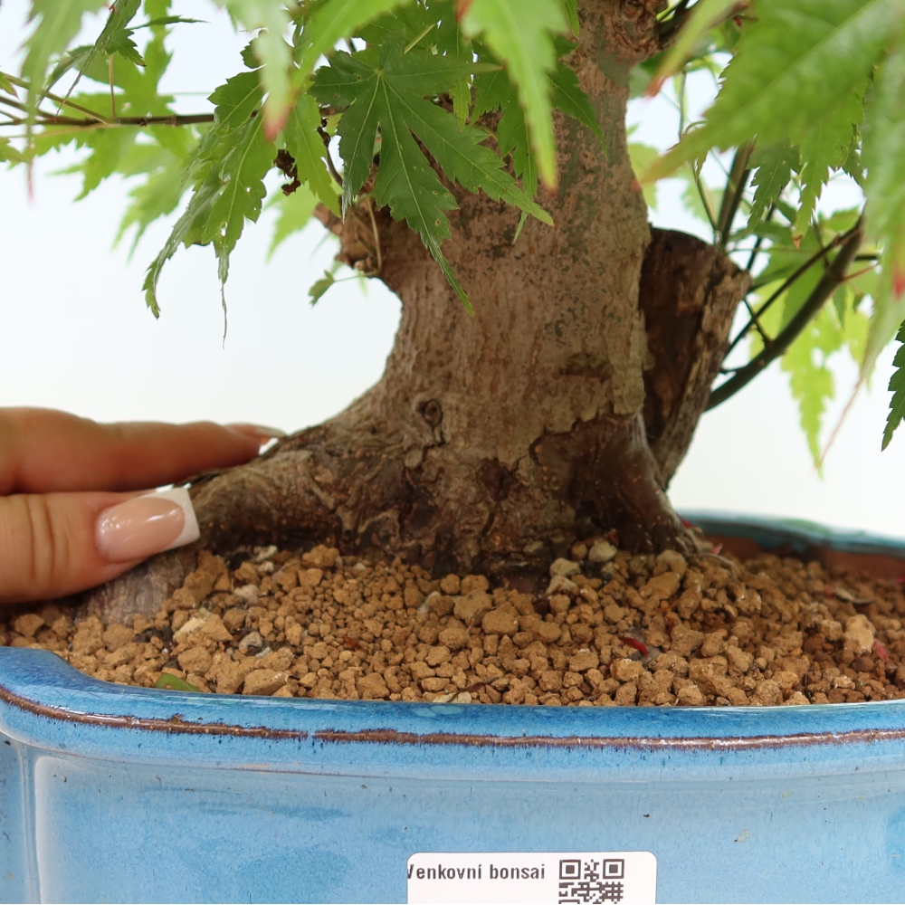 Outdoor bonsai - Maple Burger - Acer Burgerianum