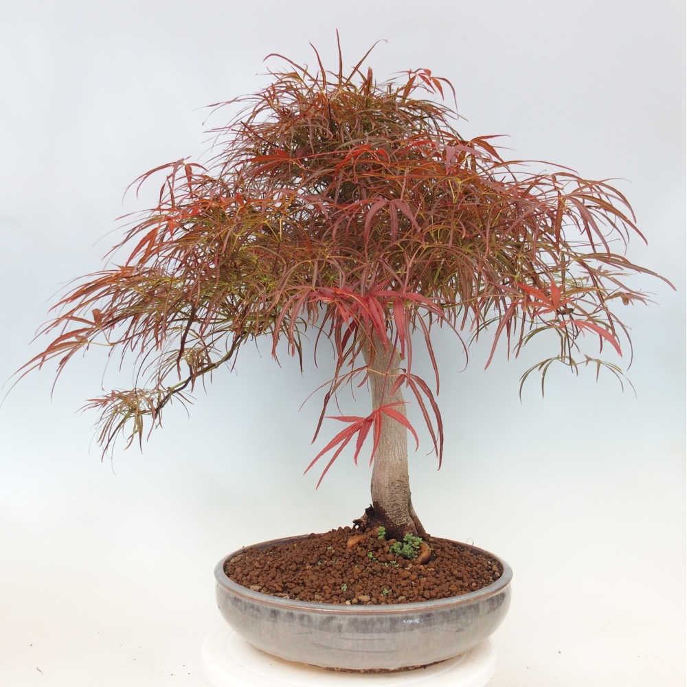 Outdoor bonsai - Acer palmatum RED PYGMY