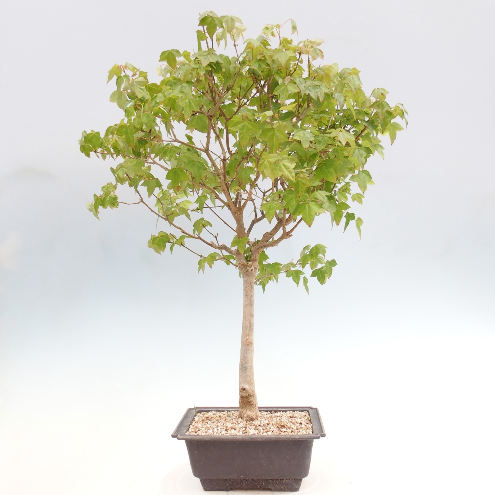 Outdoor bonsai - Acer Buergerianum - Burger Maple