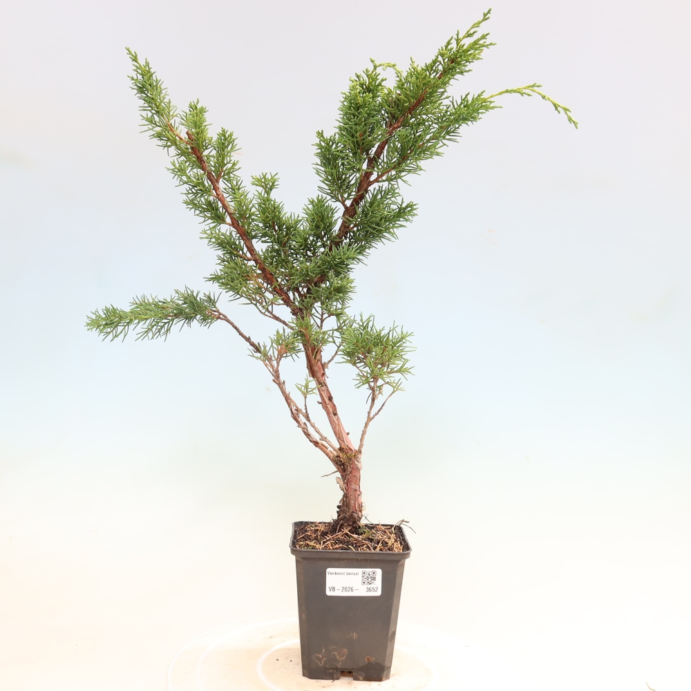 Outdoor bonsai - Juniperus chinensis Kishu