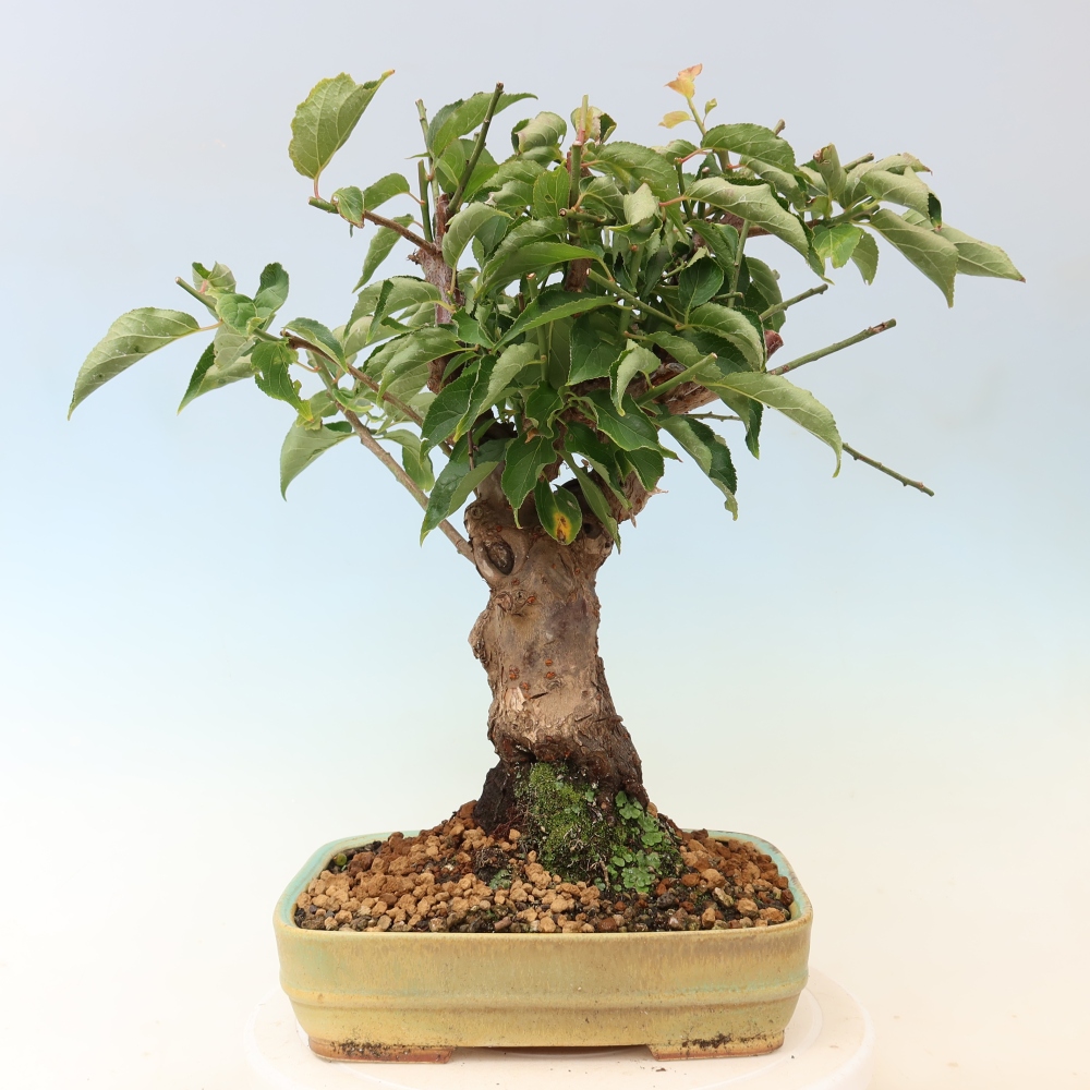 Outdoor Bonsai - Japanese Apricot - Prunus Mume