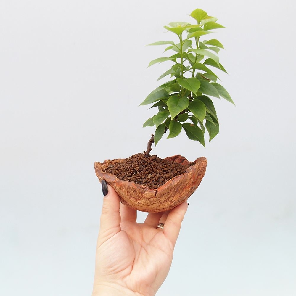Room bonsai - Bouganwilea