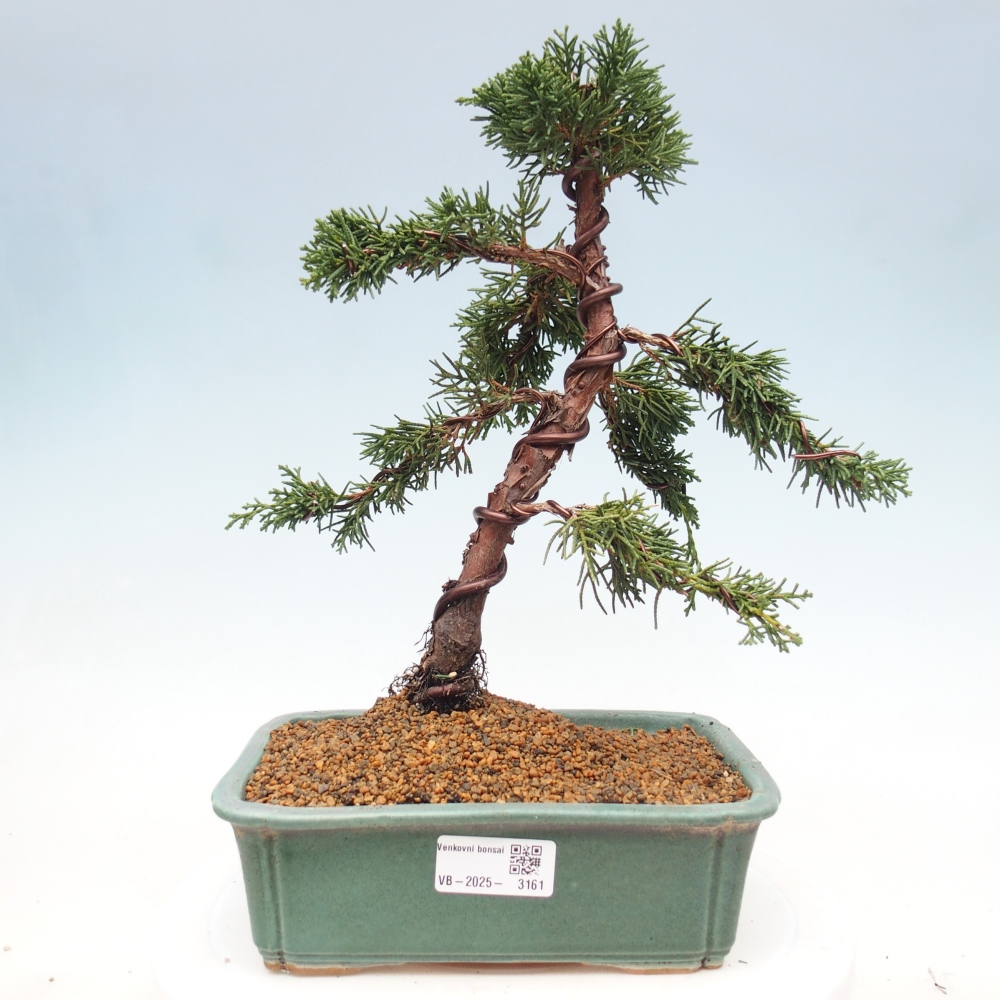 Outdoor bonsai - Juniperus chinensis Kishu - Chinese juniper