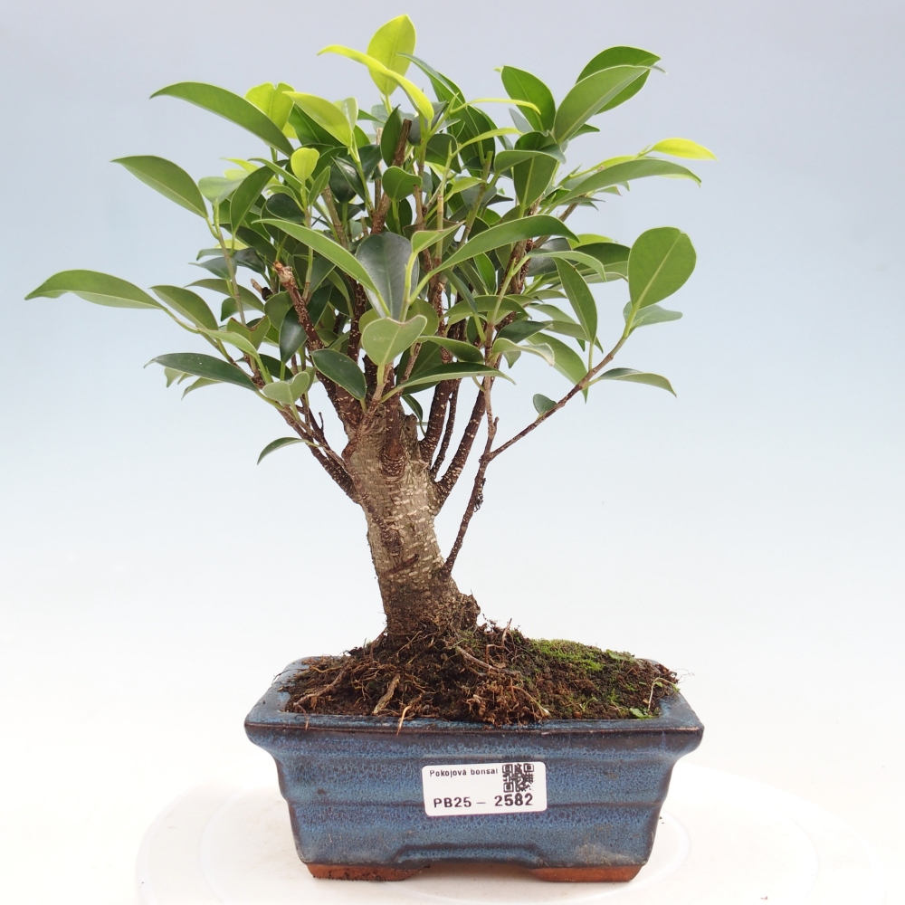 Indoor bonsai - Ficus retusa - small-leaved ficus