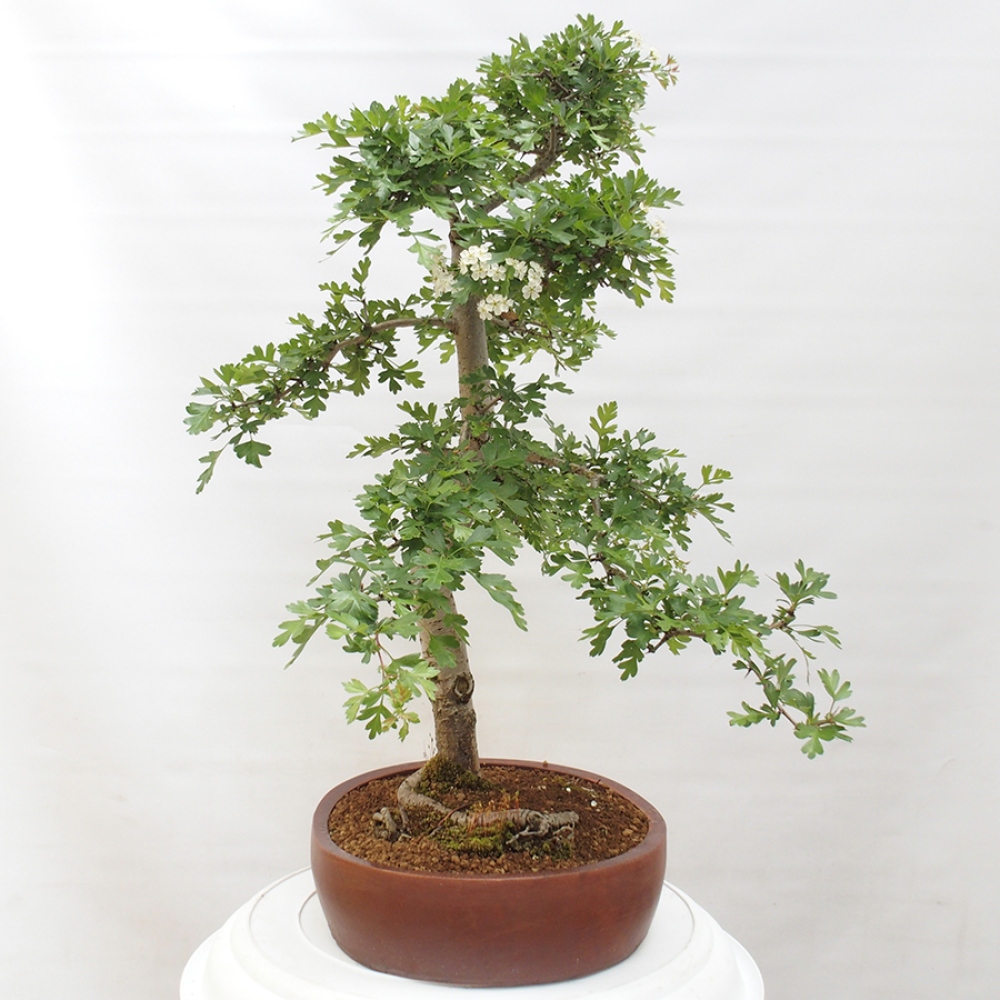 Outdoor bonsai - Hawthorn - Crataegus monogyna