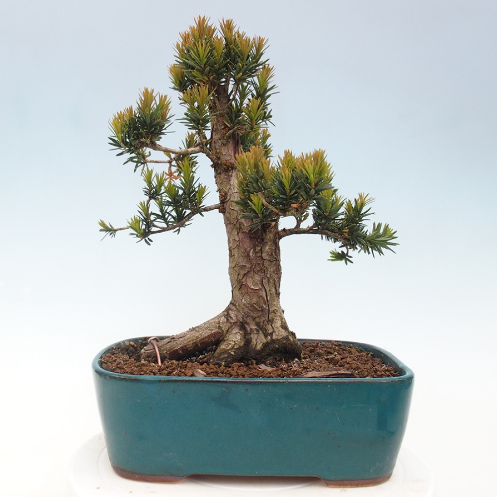 Outdoor bonsai - Taxus cuspidata - Japanese yew