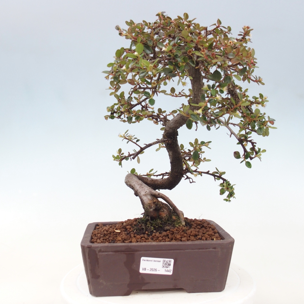 Outdoor bonsai-Cotoneaster dammeri - Damer's Rock