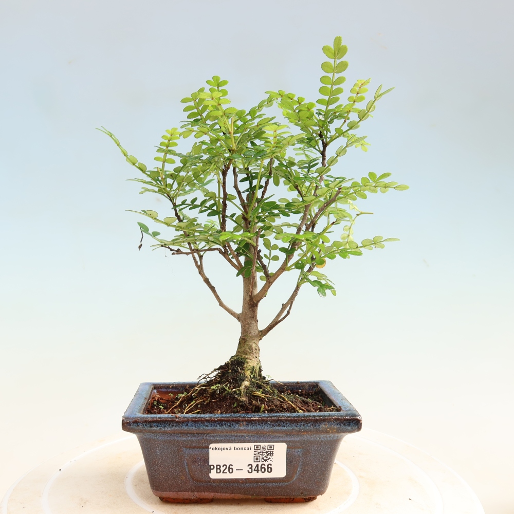 Room bonsai - Zantoxylum piperitum - pepper tree