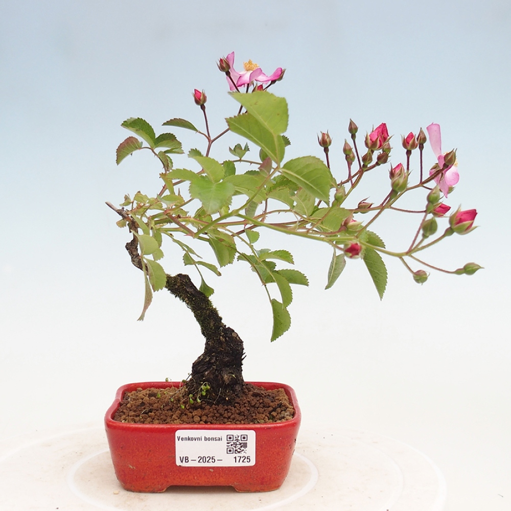 Outdoor bonsai - Rosa Kordes -  rose