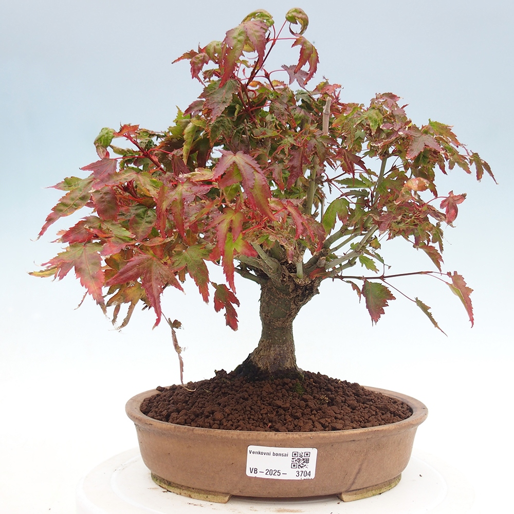 Acer palmatum KIOHIME - Palmetto maple