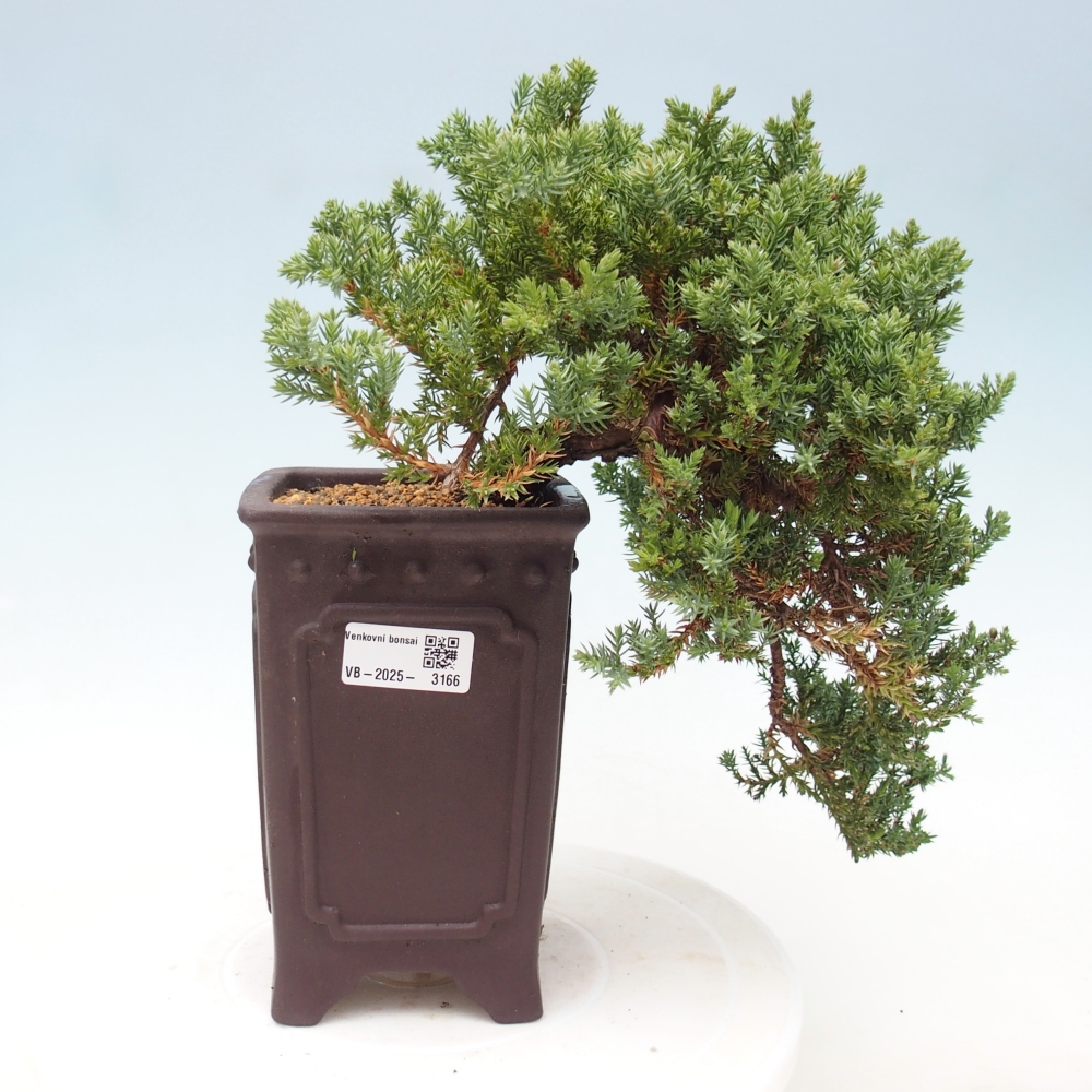 Outdoor bonsai - Juniperus procumbens - Prostrate Juniper