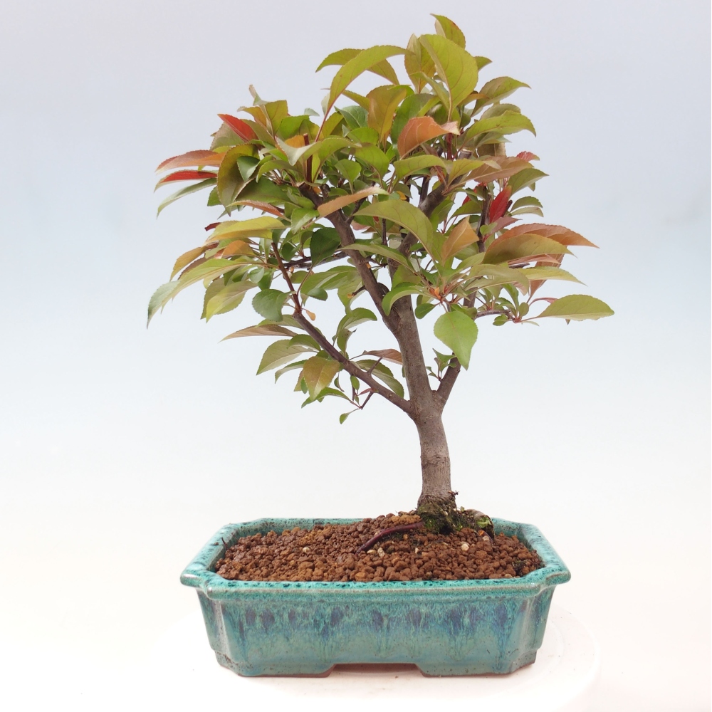 Outdoor bonsai - Malus domestica - Small-fruited red-leaved apple tree