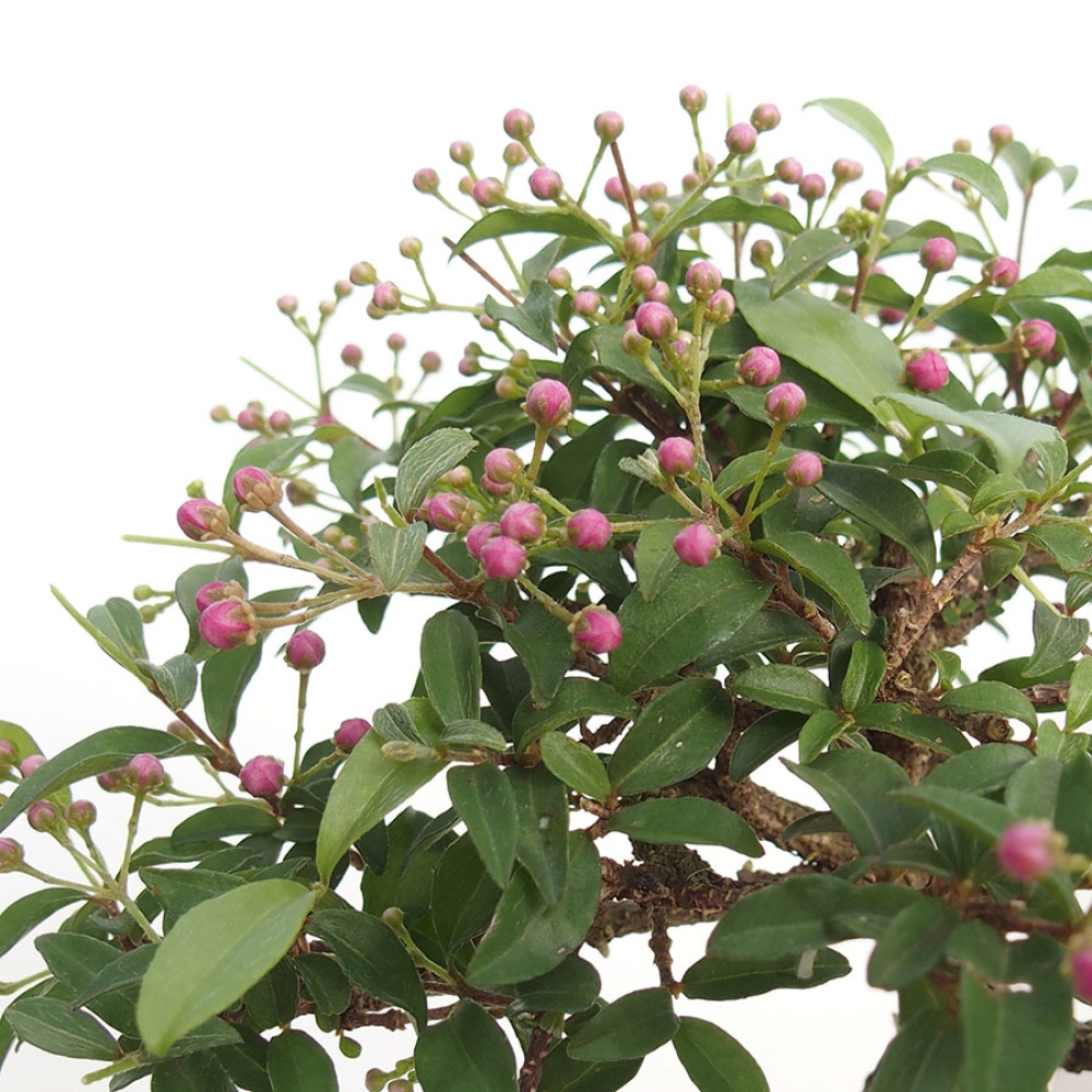 Indoor Bonsai - Barbados Cherry (Malpighia glabra) 